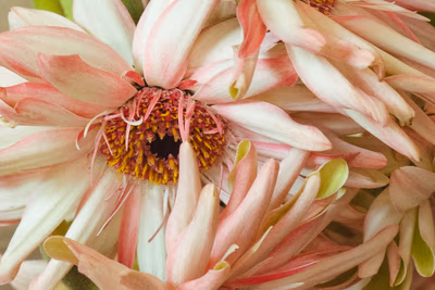 Photographie par Sarah Premont