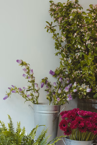 Photographie par Sarah Premont