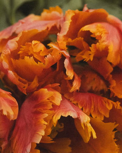 Photographie par Sarah Premont