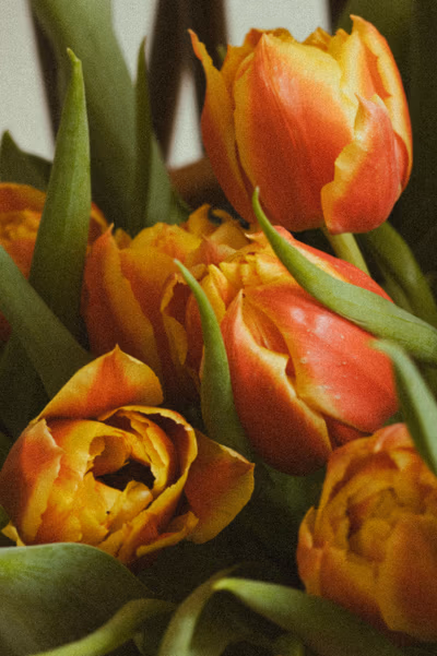 Photographie par Sarah Premont