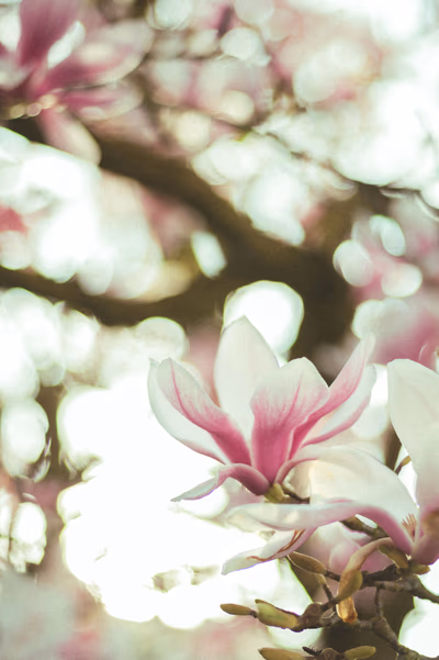 Photographie par Sarah Premont