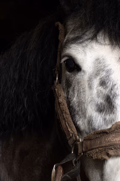 Photographie par Sarah Premont